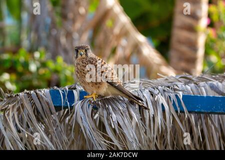 Erwachsene männliche Barbary oder Wanderfalken von der Insel La Palma, Kanarische Inseln in Spanien Stockfoto