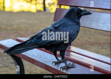 Smart Black Canary Krähe oder Rabe Vogel, keine Angst vor Menschen, auf Wald Bank in der Caldera de Taburiente, Insel La Palma, Kanarische Inseln, Spanien Stockfoto