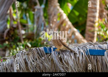 Erwachsene männliche Barbary oder Wanderfalken von der Insel La Palma, Kanarische Inseln in Spanien Stockfoto