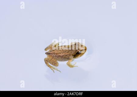 Grasfrosch (Rana temporaria). "Froglet" mit der fast vollständigen Absorption der Schwanz in den letzten tadpole Stadien der Entwicklung gesehen. Stockfoto