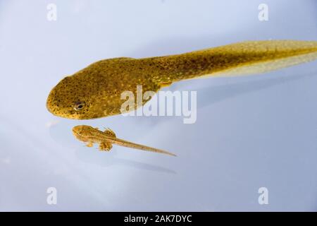 American BULL FROSCHTADPOL (Lithobate catesbeianus), neben Common Frog (Rana temporary) in der Nähe von vollständig metamorphosierten Tadpolen oder Lava. Stockfoto