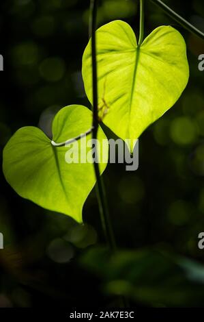 Zwei herzförmige Blätter leuchten in der Dschungelsonne leuchtend gelbgrün Stockfoto