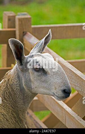 BLUEFACED LEICESTER Schafe (Ovis aries). Ewe. Inländische Brut. Show, Ausstellung Tier. Stockfoto