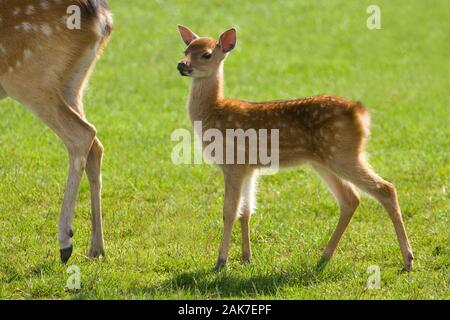 SIKA HIRSCH (CERVUS Nippon). Fawn oder Wade nach der Mutter. Stockfoto