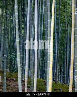 Garten mit Bambus Wald, ursprünglich von Musō Soseki, der Tenryū-ji Zen-buddhistischen Tempel, Kyoto, Japan Stockfoto