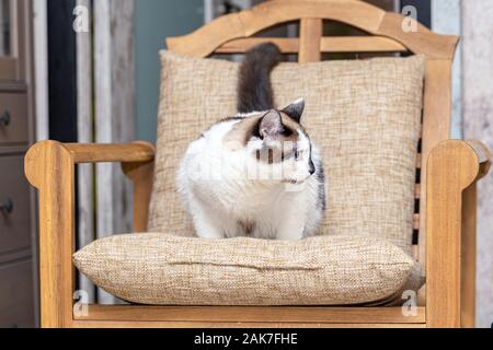 Eine Katze halb-Rasse von Schneeschuh sitzt in einem Stuhl Die Wohnung und blickt auf die Seite Stockfoto