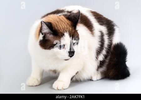 Katze Halbrasse Schneeschuh auf einem grauen Hintergrund. Stockfoto