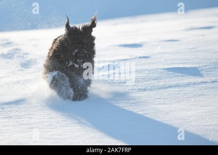 Große schwarze Bergamo Schäferhund läuft in den frischen Schnee Stockfoto