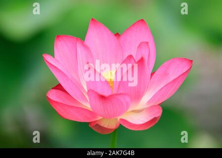 Lotus-Blume Stockfoto