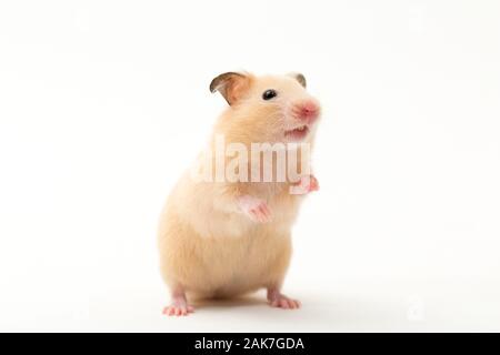 Goldhamster Stockfoto