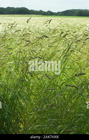 Gras KNAULGRAS (Dactylis Glomerata)). Um den Rand eines wachsenden Ackerkulturen Getreide Gerste. Auch für Heu und eine Futterpflanze verwendet. NORFOLK Stockfoto