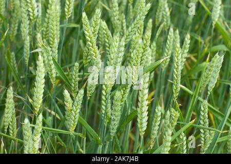 Weizen (triticum sp.) Samenköpfe Ausfüllen aber noch Reifen für die Ernte. Juni. Norfolk. Stockfoto