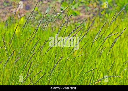 Weidelgras (Lolium sp.) Großbritannien Stockfoto