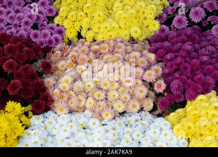 Dahlia pinnata Blumen in vielen Farben in einem Bild. Sie haben unterschiedliche Farben. Das Foto wurde in einem Blumenmarkt. Stockfoto