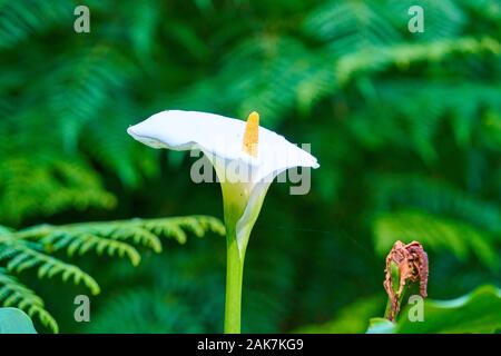 Vögel, Flamingos, Papagei und eine schöne Nahaufnahme eines Go-away-Vogels Stockfoto