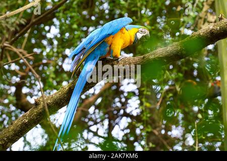 Vögel, Flamingos, Papagei und eine schöne Nahaufnahme eines Go-away-Vogels Stockfoto