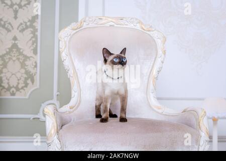 Mekong Bobtail erwachsene Katze weiblich. Schöne Rasse Katze Mekongsky Bobtail. Katze ohne Schwanz sitzen auf chic Sessel. retro Barock Stuhl in einem Royal Stockfoto