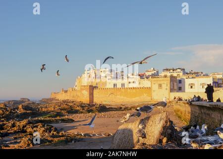 Küste Stadtmauern und Medina mit Möwen in der historischen Altstadt von Essaouira vor Sonnenuntergang, Marokko Stockfoto