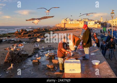 Fischer an der Küste Stadtmauern und Medina mit Möwen in der historischen Altstadt von Essaouira vor Sonnenuntergang, Marokko Stockfoto