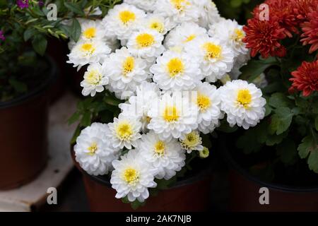 White Dahlia pinnata Blumen in vielen Farben in einem Bild. Das Foto wurde in einem Blumenmarkt. Stockfoto
