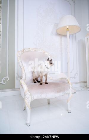 Mekong Bobtail erwachsene Katze weiblich. Schöne Rasse Katze Mekongsky Bobtail. Katze ohne Schwanz sitzen auf chic Sessel. retro Barock Stuhl in einem Royal Stockfoto