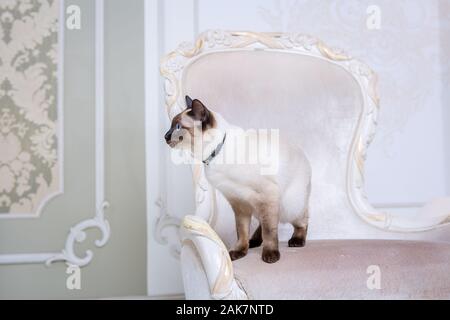 Schöne zweifarbige Cat, Mekong Bobtail Rasse, auf einen teuren vintage Stuhl posieren in den Innenraum der Provence. Katze und Kette am Hals Stockfoto