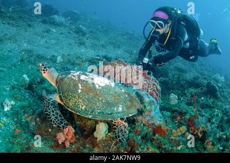 Green Turtle, Chelonia mydas, Cheloniidae Familie, mit Diver von Fass Schwamm (Xestospongia testudinaria, Petrosiidae Familie), Bunatan Tauchplatz Amed Stockfoto