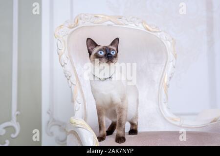 Mekong Bobtail erwachsene Katze weiblich. Schöne Rasse Katze Mekongsky Bobtail. Katze ohne Schwanz sitzen auf chic Sessel. retro Barock Stuhl in einem Royal Stockfoto