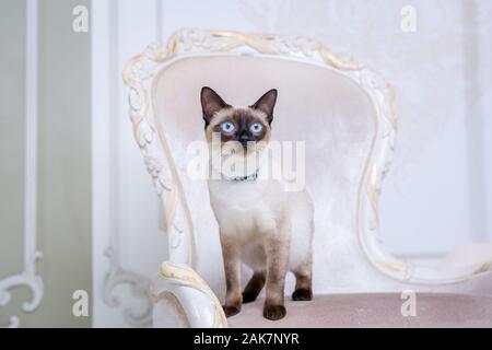 Schöne zweifarbige Cat, Mekong Bobtail Rasse, auf einen teuren vintage Stuhl posieren in den Innenraum der Provence. Katze und Kette am Hals Stockfoto