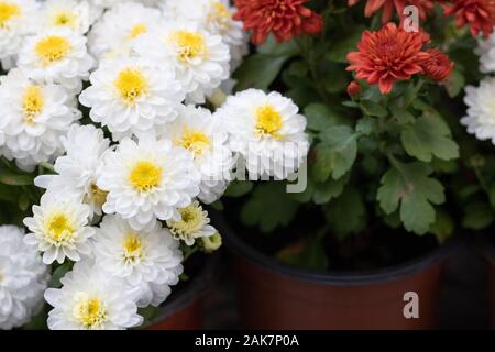 White Dahlia pinnata Blumen in vielen Farben in einem Bild. Das Foto wurde in einem Blumenmarkt. Stockfoto