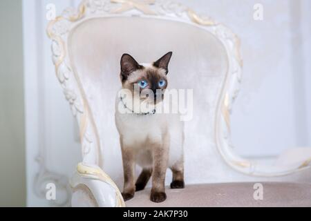 Mekong Bobtail erwachsene Katze weiblich. Schöne Rasse Katze Mekongsky Bobtail. Katze ohne Schwanz sitzen auf chic Sessel. retro Barock Stuhl in einem Royal Stockfoto