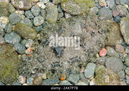 Panther Flunder Bothus pantherinus, Bothidae, Familie, Kiesel, Sedam Tauchplatz, Amed, Bali, Indonesien, Indischer Ozean Stockfoto