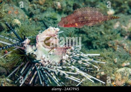 Fütterung Doublespot Lippfisch, Oxycheilinus bimaculatus, labridae Familien-, Doppel essen-Spined Urchin (Echinothrix calamaris, Diadematidae Familie, Sedam d Stockfoto