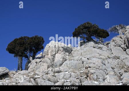 Juniper Bäume wachsen zwischen den Felsen in Antalya Stockfoto