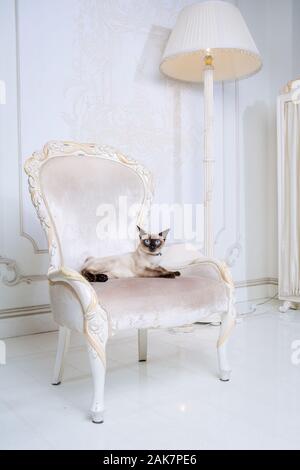 Mekong Bobtail erwachsene Katze weiblich. Schöne Rasse Katze Mekongsky Bobtail. Katze ohne Schwanz sitzen auf chic Sessel. retro Barock Stuhl in einem Royal Stockfoto