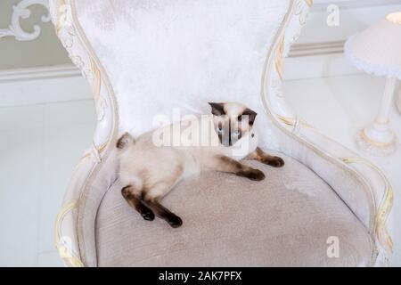 Das Thema von Reichtum und Luxus. Die frechen narzisstischen Katze der Rasse Mekong Bobtail vinage stellt auf einem Stuhl in einer teuren Interieur. Thai Katze mit Stockfoto