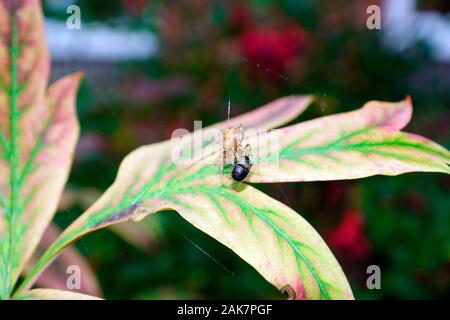 ORB SPIDER VERPACKUNG eine Fliege Stockfoto