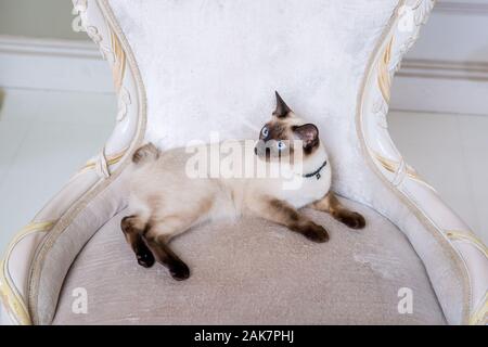 Das Thema von Reichtum und Luxus. Die frechen narzisstischen Katze der Rasse Mekong Bobtail vinage stellt auf einem Stuhl in einer teuren Interieur. Thai Katze mit Stockfoto