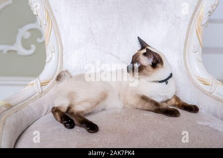 Mekong Bobtail erwachsene Katze weiblich. Schöne Rasse Katze Mekongsky Bobtail. Katze ohne Schwanz sitzen auf chic Sessel. retro Barock Stuhl in einem Royal Stockfoto