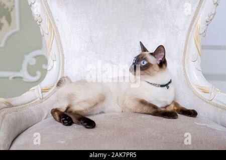 Mekong Bobtail erwachsene Katze weiblich. Schöne Rasse Katze Mekongsky Bobtail. Katze ohne Schwanz sitzen auf chic Sessel. retro Barock Stuhl in einem Royal Stockfoto