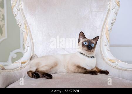 Schöne zweifarbige Cat, Mekong Bobtail Rasse, auf einen teuren vintage Stuhl posieren in den Innenraum der Provence. Katze und Kette am Hals Stockfoto