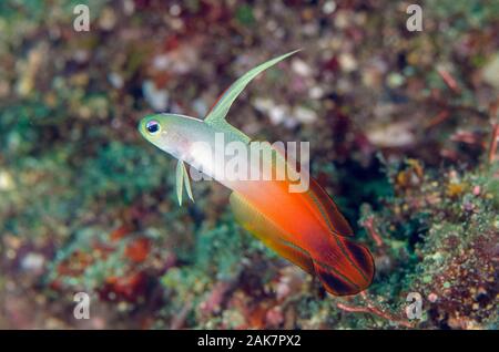 Fire Dartfish, Nemateleotris magnifica, lotidae Familie, mit erweiterter Rückenflosse, Palong - palong Tauchplatz, Tulamben, Bali, Indonesien, Indischer Ozean Stockfoto