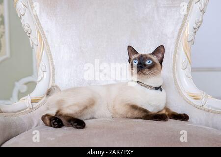 Mekong Bobtail erwachsene Katze weiblich. Schöne Rasse Katze Mekongsky Bobtail. Katze ohne Schwanz sitzen auf chic Sessel. retro Barock Stuhl in einem Royal Stockfoto