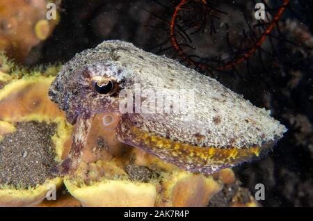 Stumpy-Spined Tintenfisch, Sepia bandensis, sepiidae Familie, Nachttauchen, Pyramiden Tauchplatz, Amed, Bali, Indonesien, Indischer Ozean Stockfoto