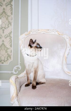 Mekong Bobtail erwachsene Katze weiblich. Schöne Rasse Katze Mekongsky Bobtail. Katze ohne Schwanz sitzen auf chic Sessel. retro Barock Stuhl in einem Royal Stockfoto