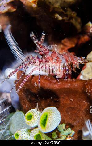 Saron Garnelen, Saron marmoratus, Hippolytidae Familie, Nachttauchen, Pyramiden Tauchplatz, Amed, Bali, Indonesien, Indischer Ozean Stockfoto