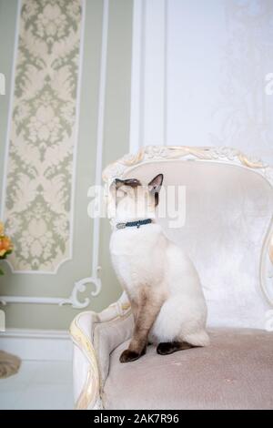 Das Thema von Reichtum und Luxus. Die frechen narzisstischen Katze der Rasse Mekong Bobtail vinage stellt auf einem Stuhl in einer teuren Interieur. Thai Katze mit Stockfoto