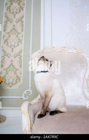 Mekong Bobtail erwachsene Katze weiblich. Schöne Rasse Katze Mekongsky Bobtail. Katze ohne Schwanz sitzen auf chic Sessel. retro Barock Stuhl in einem Royal Stockfoto