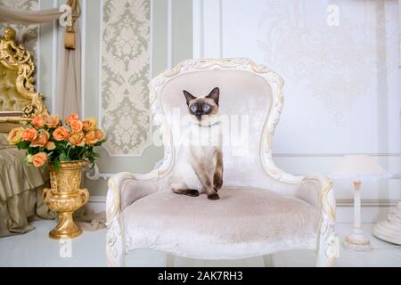 Mekong Bobtail erwachsene Katze weiblich. Schöne Rasse Katze Mekongsky Bobtail. Katze ohne Schwanz sitzen auf chic Sessel. retro Barock Stuhl in einem Royal Stockfoto