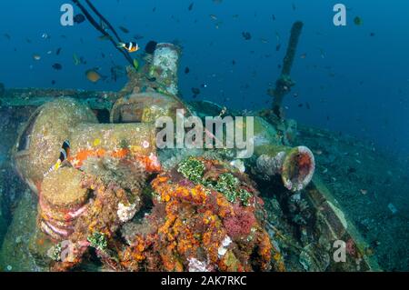 Zerbrochene Vasen und Anemonen am Wrack, Boga Wrack zu tauchen, Tulamben, Bali, Indonesien, Indischer Ozean Stockfoto